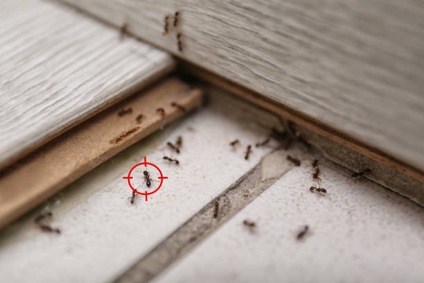 Best Residential Pest Control  in Fair Oaks, CA