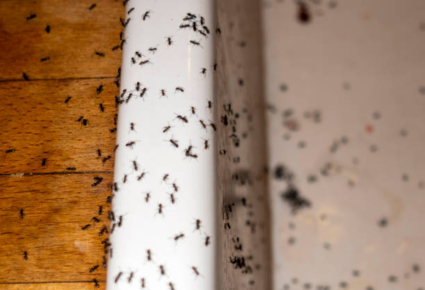 Best Rat Extermination Near Me  in Fair Oaks, CA